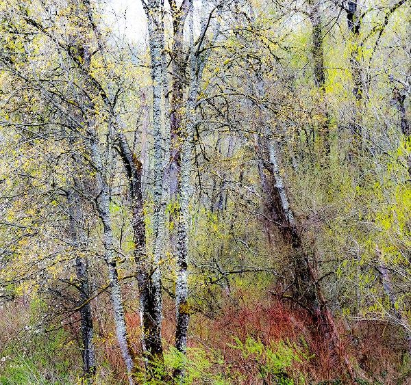 Gulin, Sylvia 아티스트의 USA-Washington State-Fall City Cottonwoods just budding out in the spring작품입니다.